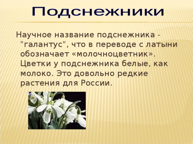  Научное название подснежника - 