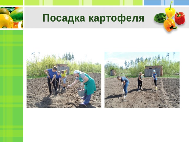 Посадка картофеля 