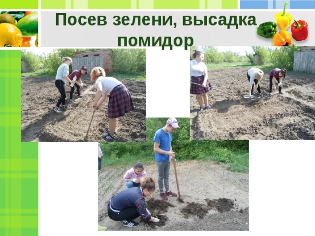 Посев зелени, высадка помидор 