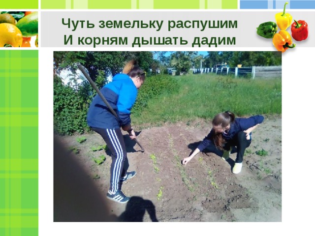 Чуть земельку распушим  И корням дышать дадим . 