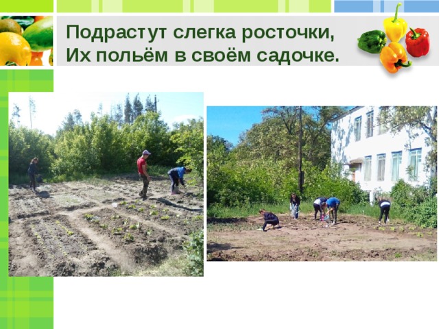 Подрастут слегка росточки,  Их польём в своём садочке.   
