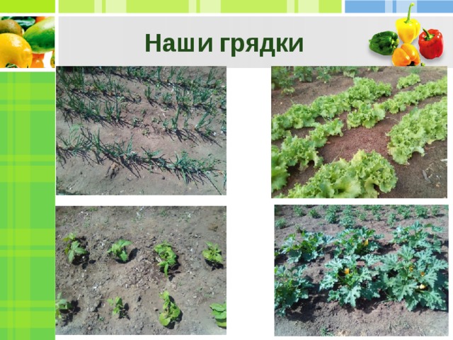 Наши грядки 