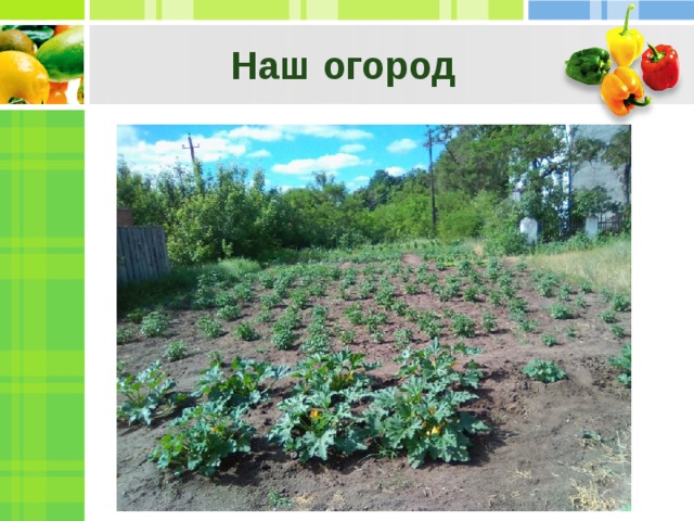 Наш огород 