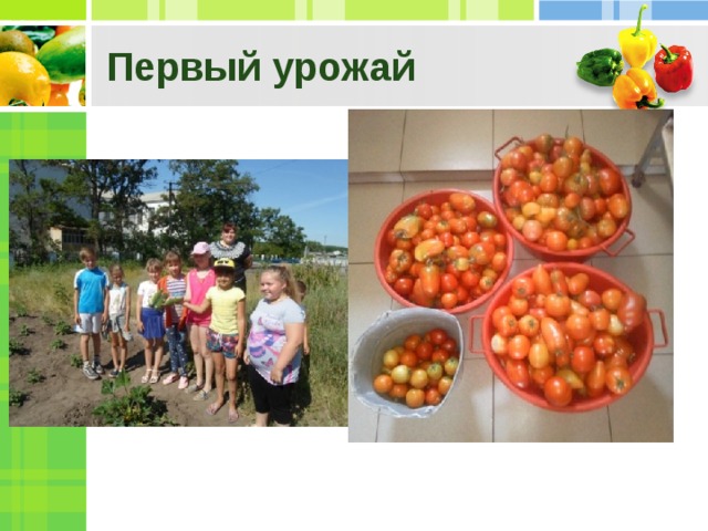 Первый урожай 