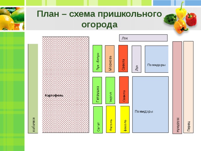 План – схема пришкольного огорода 