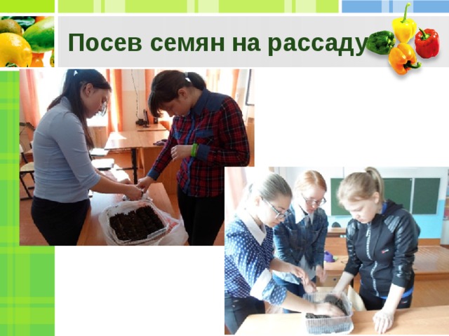 Посев семян на рассаду 