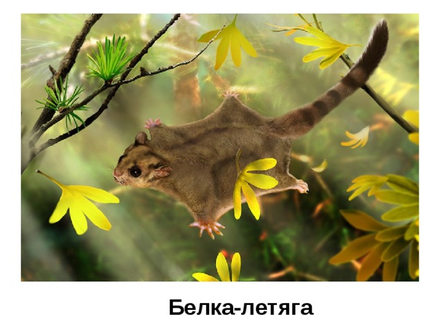 Белка-летяга 