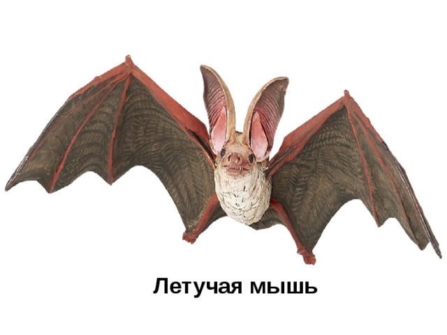 Летучая мышь 