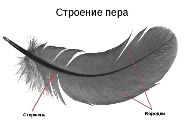 Строение пера Бородки Стержень 