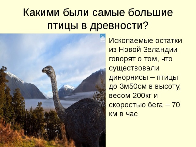 Какими были самые большие птицы в древности? Ископаемые остатки из Новой Зеландии говорят о том, что существовали динорнисы – птицы до 3м50см в высоту, весом 200кг и скоростью бега – 70 км в час 