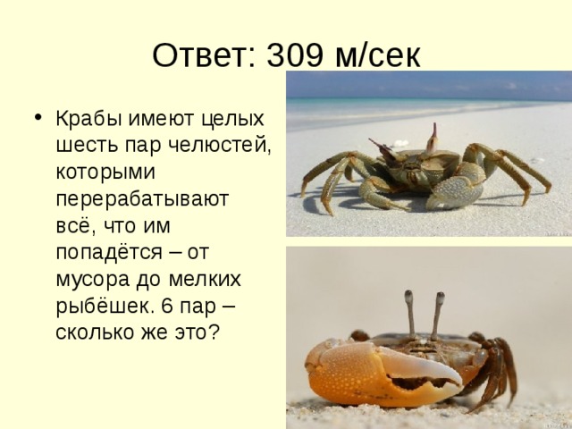 Ответ: 309 м/сек Крабы имеют целых шесть пар челюстей, которыми перерабатывают всё, что им попадётся – от мусора до мелких рыбёшек. 6 пар – сколько же это? 