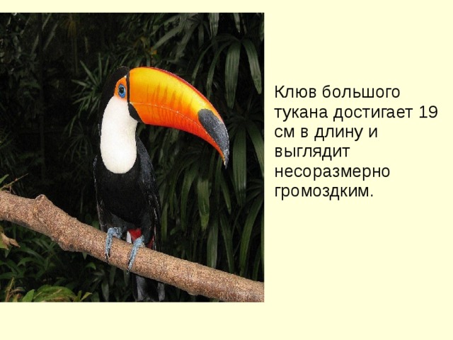 Клюв большого тукана достигает 19 см в длину и выглядит несоразмерно громоздким. 