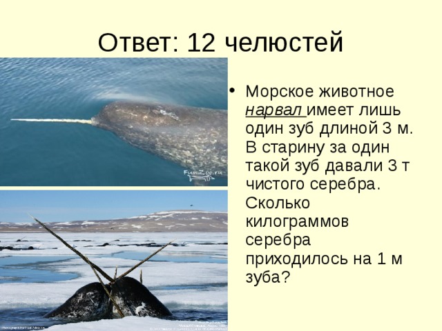 Ответ: 12 челюстей Морское животное нарвал имеет лишь один зуб длиной 3 м. В старину за один такой зуб давали 3 т чистого серебра. Сколько килограммов серебра приходилось на 1 м зуба? 
