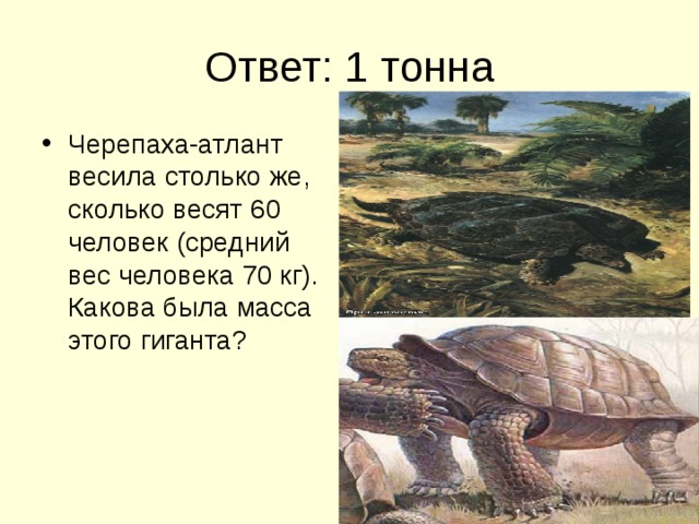 Ответ: 1 тонна Черепаха-атлант весила столько же, сколько весят 60 человек (средний вес человека 70 кг). Какова была масса этого гиганта? 