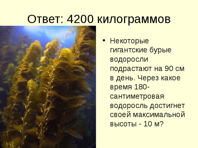 Ответ: 4200 килограммов Некоторые гигантские бурые водоросли подрастают на 90 см в день. Через какое время 180-сантиметровая водоросль достигнет своей максимальной высоты - 10 м? 