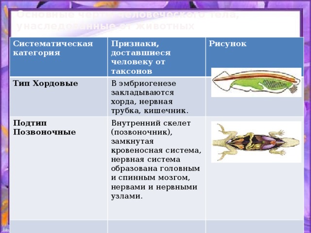 Основные черты человеческого тела, унаследованные от животных   Систематическая категория Признаки, доставшиеся человеку от таксонов Тип Хордовые Подтип Позвоночные Рисунок В эмбриогенезе закладываются хорда, нервная трубка, кишечник. Внутренний скелет (позвоночник), замкнутая кровеносная система, нервная система образована головным и спинным мозгом, нервами и нервными узлами. 