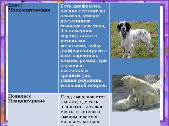 Класс Млекопитающие Подкласс Плацентарные  Есть диафрагма, легкие состоят из альвеол, имеют постоянную температуру тела, 4-х камерное сердце, кожа с потовыми железами, зубы дифференцируются на коренные, клыки, резцы, три слуховые косточки в среднем ухе, ушная раковина, волосяной покров. Плод вынашивается в матке, где есть плацента – детское место, и детеныш выкармливается молоком, которое вырабатывается в молочных железах матери.  