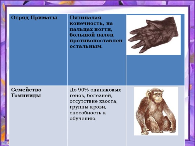 Отряд Приматы Пятипалая конечность, на пальцах ногти, большой палец противопоставлен остальным. Семейство Гоминиды  До 90% одинаковых генов, болезней, отсутствие хвоста, группы крови, способность к обучению.      