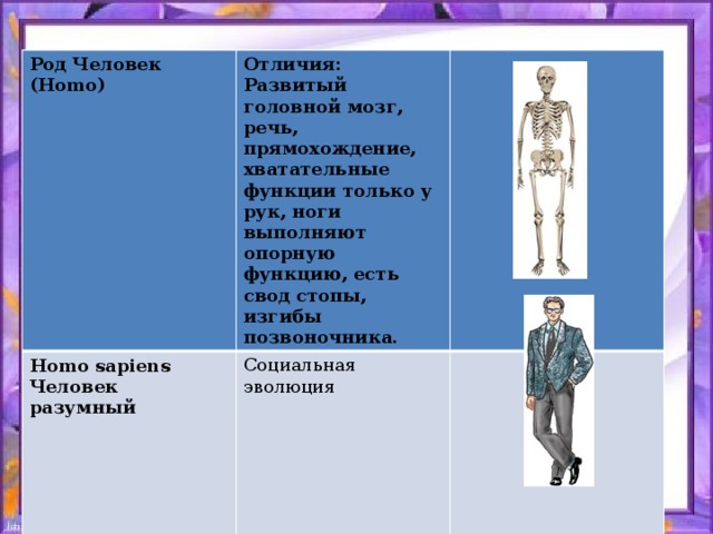 Род Человек (Homo) Отличия: Развитый головной мозг, речь, прямохождение, хватательные функции только у рук, ноги выполняют опорную функцию, есть свод стопы, изгибы позвоночника. Homo sapiens Cоциальная эволюция  Человек разумный           