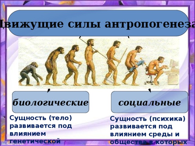 Движущие силы антропогенеза биологические социальные Сущность (тело) развивается под влиянием генетической программы, передающейся по наследству Сущность (психика) развивается под влиянием среды и общества в которых человек живет 