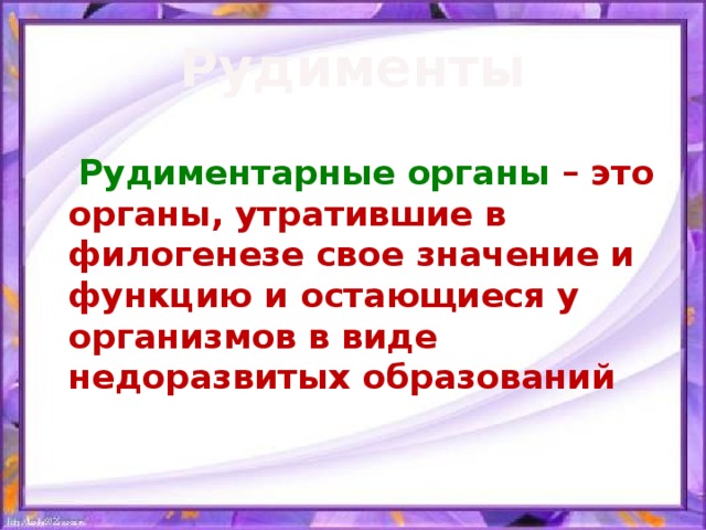 Рудименты  Рудиментарные органы – это органы, утратившие в филогенезе свое значение и функцию и остающиеся у организмов в виде недоразвитых образований 