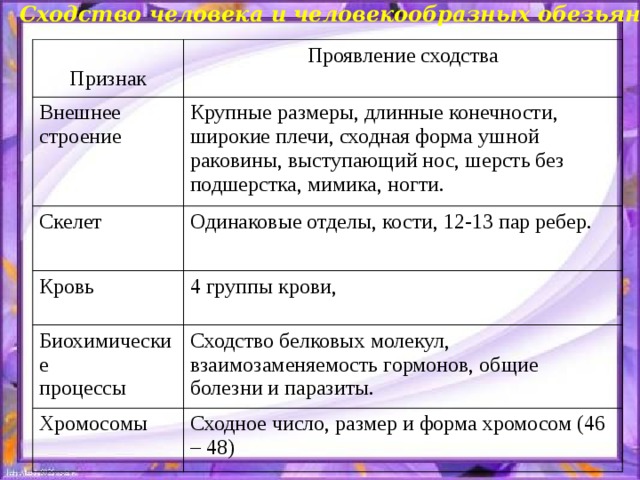 Сходство человека и человекообразных обезьян . Признак Проявление сходства Внешнее строение Крупные размеры, длинные конечности, широкие плечи, сходная форма ушной раковины, выступающий нос, шерсть без подшерстка, мимика, ногти. Скелет Одинаковые отделы, кости, 12-13 пар ребер. Кровь 4 группы крови, Биохимические процессы Сходство белковых молекул, взаимозаменяемость гормонов, общие болезни и паразиты. Хромосомы Сходное число, размер и форма хромосом (46 – 48) 