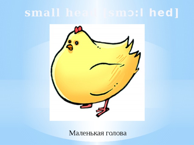 small head [sm Ɔ :l hed ]  Маленькая голова 
