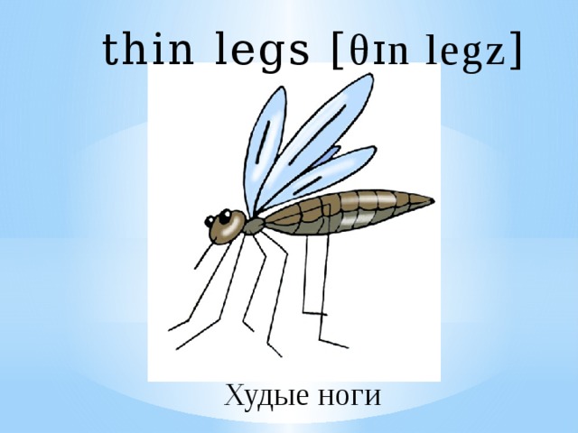 thin legs [ θɪn legz ] Худые ноги 