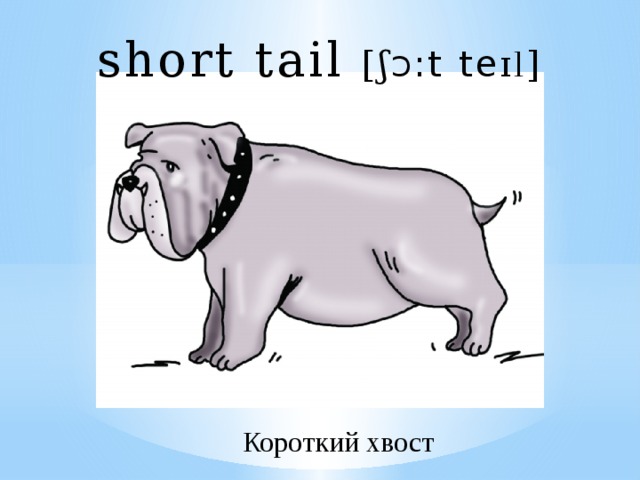 short tail [ ʃ Ɔ :t te ɪl ] Короткий хвост 