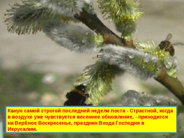 Канун самой строгой последней недели поста - Страстной, когда в воздухе уже чувствуется весеннее обновление, - приходится на Вербное Воскресенье, праздник Входа Господня в Иерусалим. 