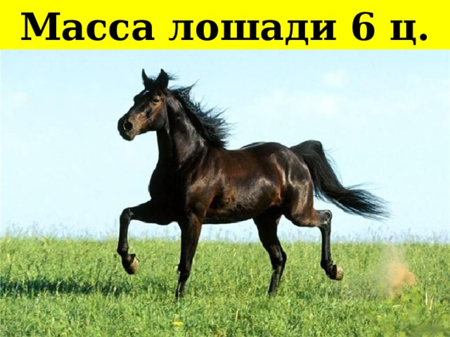 Масса лошади 6 ц. 