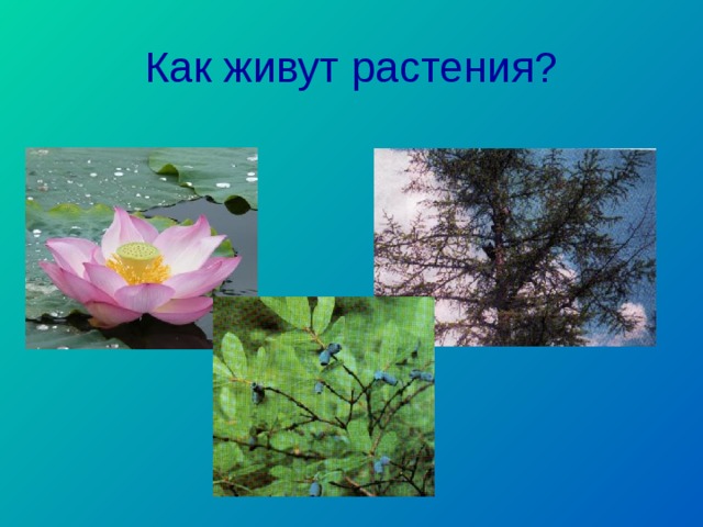 Как живут растения? 