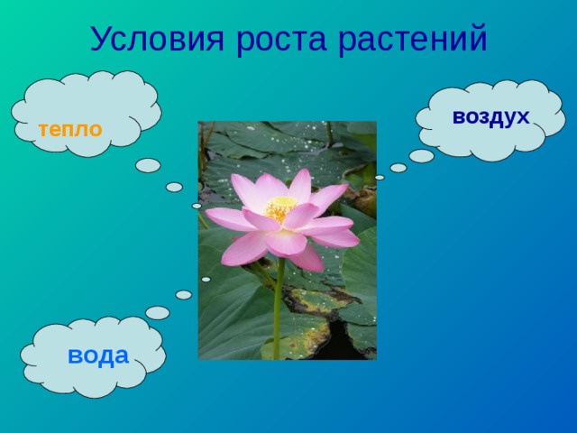 Условия роста растений  тепло   воздух   вода 