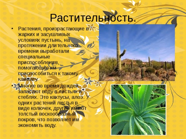 Растительность. Растения, произрастающие в жарких и засушливых условиях пустынь, на протяжении длительного времени выработали специальные приспособления, помогающие им приспособиться к такому климату. Многие во время дождей запасают воду в листьях и стеблях. Это кактусы, алоэ. У одних растений листья в виде колючек, другие имеют толстый воскообразный покров, что позволяет им экономить воду. 
