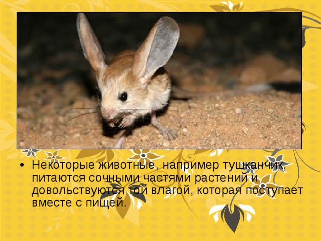 Некоторые животные, например тушканчик, питаются сочными частями растений и довольствуются той влагой, которая поступает вместе с пищей. 