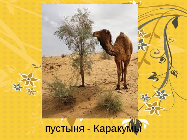 пустыня - Каракумы 