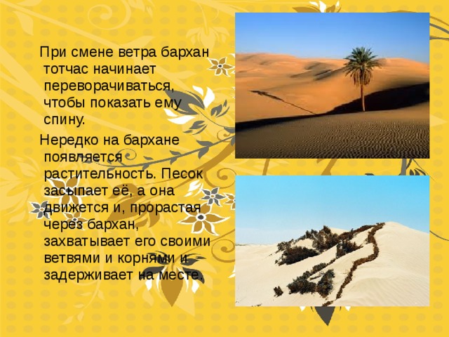  При смене ветра бархан тотчас начинает переворачиваться, чтобы показать ему спину.  Нередко на бархане появляется растительность. Песок засыпает её, а она движется и, прорастая через бархан, захватывает его своими ветвями и корнями и задерживает на месте. 