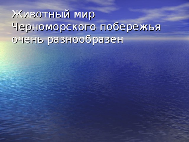Животный мир Черноморского побережья очень разнообразен 
