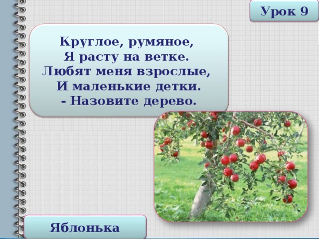 Урок 9 Круглое, румяное, Я расту на ветке. Любят меня взрослые, И маленькие детки. - Назовите дерево. Яблонька 