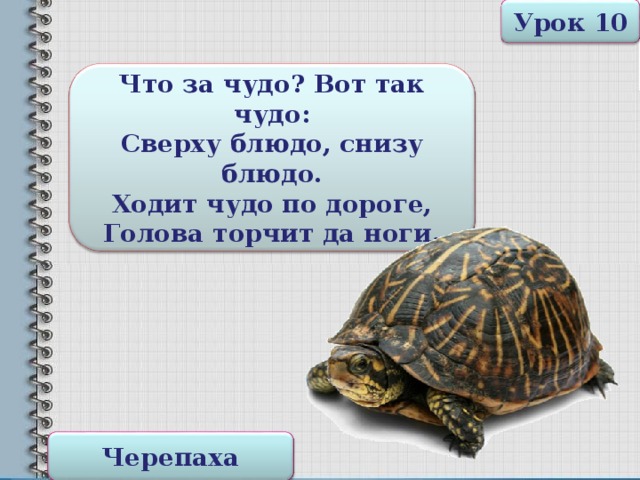 Урок 10 Что за чудо? Вот так чудо: Сверху блюдо, снизу блюдо. Ходит чудо по дороге, Голова торчит да ноги. Черепаха 