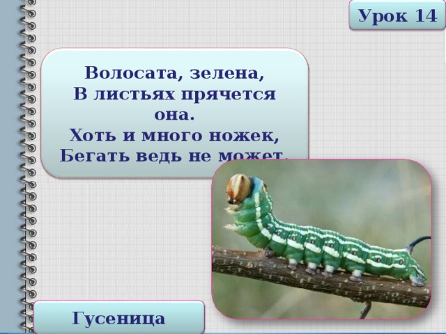 Урок 14 Волосата, зелена, В листьях прячется она. Хоть и много ножек, Бегать ведь не может. Гусеница 