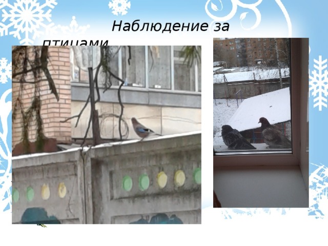 Наблюдение за птицами. 