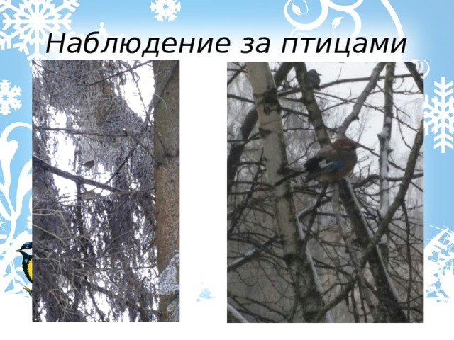 Наблюдение за птицами 