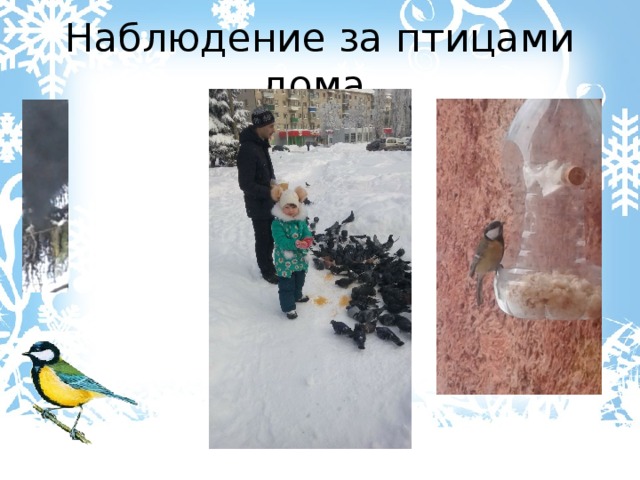 Наблюдение за птицами дома. 