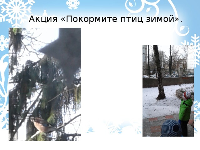  Акция «Покормите птиц зимой». 
