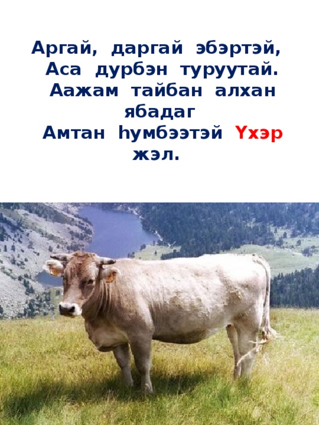   Аргай, даргай эбэртэй,    Аса дурбэн туруутай.    Аажам тайбан алхан ябадаг    Амтан hумбээтэй Yхэр жэл.   