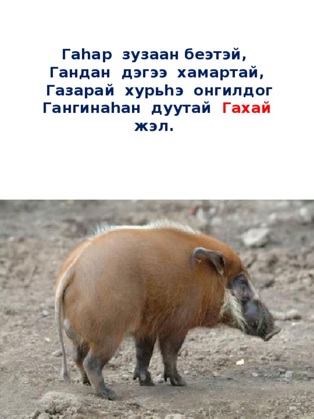 Гаhар зузаан беэтэй,  Гандан дэгээ хамартай,  Газарай хурьhэ онгилдог   Гангинаhан дуутай Гахай жэл.      