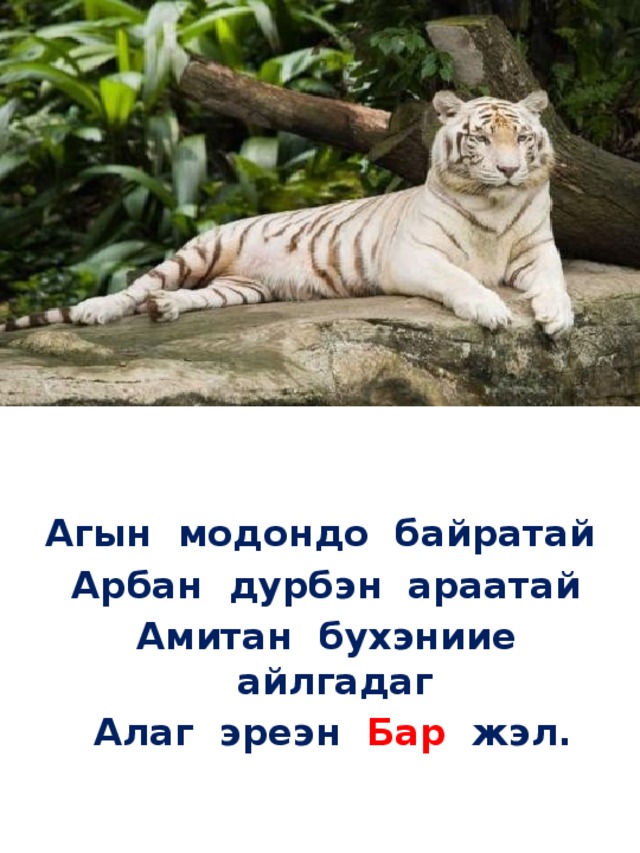  Агын модондо байратай  Арбан дурбэн араатай   Амитан бухэниие айлгадаг   Алаг эреэн Бар жэл. 