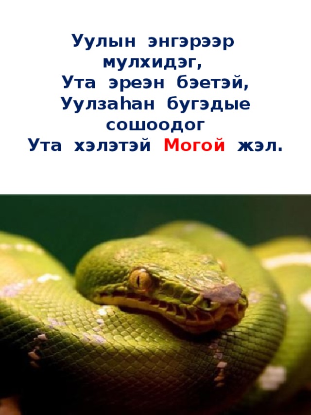 Уулын энгэрээр мулхидэг,  Ута эреэн бэетэй,  Уулзаhан бугэдые сошоодог  Ута хэлэтэй Могой жэл.   