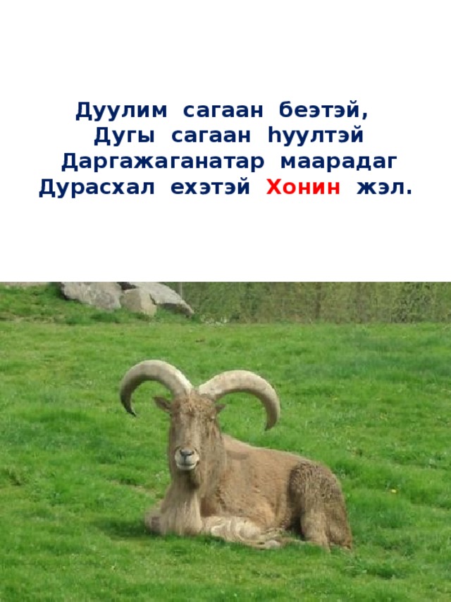   Дуулим сагаан беэтэй,  Дугы сагаан hуултэй  Даргажаганатар маарадаг  Дурасхал ехэтэй Хонин жэл.      